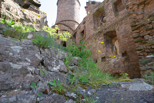 Familie von Hanstein